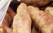 Bán bao khoai được cả túi bạc, người đàn ông tưởng phát tài, nào ngờ tự đẩy mình vào chỗ chết Bán bao khoai được cả túi bạc, người đàn ông tưởng phát tài, nào ngờ tự đẩy mình vào chỗ chết