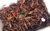 Loại hải sản giá rẻ gây sốt, giật mình khi biết nguồn gốc đáng sợ Loại hải sản giá rẻ gây sốt, giật mình khi biết nguồn gốc đáng sợ
