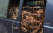 Bệnh dại và trầm cảm từ nghề buôn thịt chó Bệnh dại và trầm cảm từ nghề buôn thịt chó