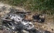 Nhiều đoạn xương bị đốt cháy trong nghĩa trang Nhiều đoạn xương bị đốt cháy trong nghĩa trang