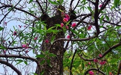 Gốc đào rừng nặng 1 tấn, cao 5 mét đã xuất hiện ở Hà Nội Gốc đào rừng nặng 1 tấn, cao 5 mét đã xuất hiện ở Hà Nội