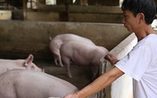 Hộ chăn nuôi không còn lợn bán Hộ chăn nuôi không còn lợn bán