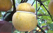 4 triệu đồng một cây bưởi hồ lô bonsai 4 triệu đồng một cây bưởi hồ lô bonsai