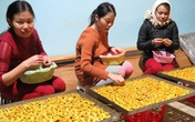 Từ loài hoa vô danh trở thành trà hoa vàng "hút" khách Từ loài hoa vô danh trở thành trà hoa vàng "hút" khách