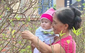 Độc đáo loại “cây gọi Tết” giúp cả làng ấm no Độc đáo loại “cây gọi Tết” giúp cả làng ấm no