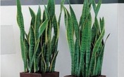 Nếu vẫn đang đặt những loại cây này trong nhà thì phải bê ra ngay trước thềm giao thừa kẻo năm mới hao tài, tán lộc Nếu vẫn đang đặt những loại cây này trong nhà thì phải bê ra ngay trước thềm giao thừa kẻo năm mới hao tài, tán lộc