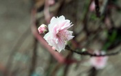 Đào rừng cổ Tây Bắc giá cả triệu đồng đang rộn ràng khắp phố Hà Nội, sẵn sàng phục vụ Tết Nguyên đán Đào rừng cổ Tây Bắc giá cả triệu đồng đang rộn ràng khắp phố Hà Nội, sẵn sàng phục vụ Tết Nguyên đán