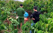 24 giờ truy bắt hung thủ sát hại bạn tình giấu xác trong rẫy cà phê 24 giờ truy bắt hung thủ sát hại bạn tình giấu xác trong rẫy cà phê