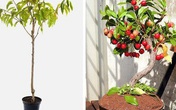 5 loại cây ăn quả trồng từ hạt "siêu dễ", ai cũng nên trồng 1 cây trong nhà 5 loại cây ăn quả trồng từ hạt "siêu dễ", ai cũng nên trồng 1 cây trong nhà