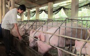 Thịt lợn giảm giá mạnh, mấy triệu hộ dân lại lo lắng Thịt lợn giảm giá mạnh, mấy triệu hộ dân lại lo lắng