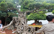 Nữ đại gia giấu chồng, mang 5 tỷ đồng đi mua 'siêu cây' dáng quái Nữ đại gia giấu chồng, mang 5 tỷ đồng đi mua 'siêu cây' dáng quái