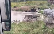 Nhân viên vườn thú bị bầy gấu vồ chết trước mặt khách Nhân viên vườn thú bị bầy gấu vồ chết trước mặt khách