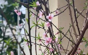 Năm nay rất lạ: Đào rừng nở giữa thu, Hà thành tới tấp đặt mua Năm nay rất lạ: Đào rừng nở giữa thu, Hà thành tới tấp đặt mua