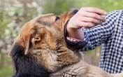 Người đàn ông tử vong do bị chó cắn Người đàn ông tử vong do bị chó cắn