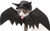 Chủ nhân rút hầu bao, chi đậm sắm đồ Halloween cho thú cưng Chủ nhân rút hầu bao, chi đậm sắm đồ Halloween cho thú cưng