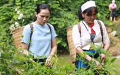 Lương y Nguyễn Thị Hiền – "Kho thuốc sống" của người Việt Lương y Nguyễn Thị Hiền – "Kho thuốc sống" của người Việt