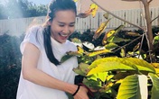 Dương Mỹ Linh khoe hái "sương sương" cả bồ nhãn nhưng nhìn toàn khu vườn mới choáng Dương Mỹ Linh khoe hái "sương sương" cả bồ nhãn nhưng nhìn toàn khu vườn mới choáng