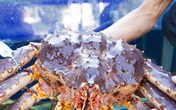 Cua hoàng đế giảm giá sâu, chỉ từ 780.000 đồng/kg Cua hoàng đế giảm giá sâu, chỉ từ 780.000 đồng/kg