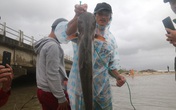 Bão tan, người dân hào hứng ra biển bắt cá... nước ngọt Bão tan, người dân hào hứng ra biển bắt cá... nước ngọt