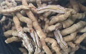 Chuyên gia lên tiếng vụ rượu Ba kích gây cương dương 30 tiếng đồng hồ Chuyên gia lên tiếng vụ rượu Ba kích gây cương dương 30 tiếng đồng hồ