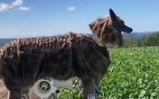 Xem nông dân Nhật dùng sói máy canh giữ hoa màu Xem nông dân Nhật dùng sói máy canh giữ hoa màu