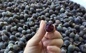 Bỏ việc về quê trồng cây không ai thèm lấy, cử nhân thu đều 4 tỷ đồng/năm Bỏ việc về quê trồng cây không ai thèm lấy, cử nhân thu đều 4 tỷ đồng/năm