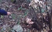 Kinh hoàng phát hiện xác chết trong khu rừng hoang, dân làng báo cảnh sát và "danh tính" khiến ai nấy giật mình Kinh hoàng phát hiện xác chết trong khu rừng hoang, dân làng báo cảnh sát và "danh tính" khiến ai nấy giật mình