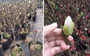Người Hà Nội chi tiền triệu đặt mua cây hoa đẹp lạ chuẩn bị chơi Tết Người Hà Nội chi tiền triệu đặt mua cây hoa đẹp lạ chuẩn bị chơi Tết