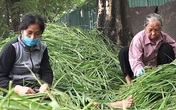 Ngất ngây hương vị cốm Mễ Trì Ngất ngây hương vị cốm Mễ Trì