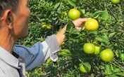 Đứng ngồi không yên khi "cam tiến Vua" ở Nghệ An rụng đầy vườn sau mưa lũ Đứng ngồi không yên khi "cam tiến Vua" ở Nghệ An rụng đầy vườn sau mưa lũ
