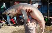Quán bán chả cá mập suốt 29 năm Quán bán chả cá mập suốt 29 năm