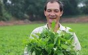 Trồng rau muống thu 10 triệu/ngày Trồng rau muống thu 10 triệu/ngày