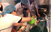 Bé trai bị nhiễm trùng vì được chữa bỏng bằng nước mắm và rượu Bé trai bị nhiễm trùng vì được chữa bỏng bằng nước mắm và rượu