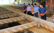 Bỏ chức giám đốc, về quê nuôi lươn giống lãi tiền tỷ mỗi năm Bỏ chức giám đốc, về quê nuôi lươn giống lãi tiền tỷ mỗi năm