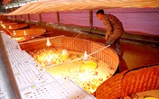 Sinh kế giúp người dân miền Trung sống sau lũ Sinh kế giúp người dân miền Trung sống sau lũ