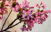 Mốt năm nay, dân Hà thành chơi hoa anh đào Trung Quốc Mốt năm nay, dân Hà thành chơi hoa anh đào Trung Quốc