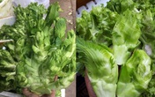 Sự thật đằng sau rau mầm đá xanh mướt giá 20.000 đồng/kg khiến ai cũng phải dè chừng Sự thật đằng sau rau mầm đá xanh mướt giá 20.000 đồng/kg khiến ai cũng phải dè chừng