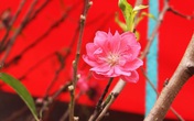 Đào Tết xuống phố sớm: Tiểu thương hét giá mỗi cành 1 triệu đồng Đào Tết xuống phố sớm: Tiểu thương hét giá mỗi cành 1 triệu đồng