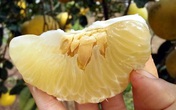 Bưởi Diễn 5 nghìn đồng/quả, đầu mùa loạn giá coi chừng dính lừa Bưởi Diễn 5 nghìn đồng/quả, đầu mùa loạn giá coi chừng dính lừa