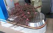 Vận chuyển cây cảnh đón Tết bằng đường hàng không cần lưu ý điều gì? Vận chuyển cây cảnh đón Tết bằng đường hàng không cần lưu ý điều gì?
