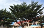 Cô giáo ở Đắk Lắk mượn bằng THPT để đi học, đi dạy suốt 25 năm Cô giáo ở Đắk Lắk mượn bằng THPT để đi học, đi dạy suốt 25 năm