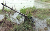Một phụ nữ nghi bị điện giật tử vong khi dọn rác sau lũ Một phụ nữ nghi bị điện giật tử vong khi dọn rác sau lũ