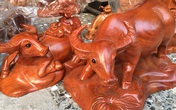 Bán đàn trâu 500 con, thu ngay 300 triệu đồng ăn Tết Bán đàn trâu 500 con, thu ngay 300 triệu đồng ăn Tết