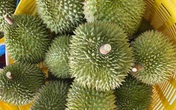 Trung Quốc ồ ạt gom mua, trái cây Việt tăng giá kỷ lục Trung Quốc ồ ạt gom mua, trái cây Việt tăng giá kỷ lục