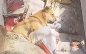 Chó không chịu ăn uống sau khi chủ qua đời Chó không chịu ăn uống sau khi chủ qua đời
