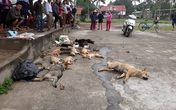 Bắt giữ 2 anh em đi đánh bả, trộm hàng loạt chó mèo Bắt giữ 2 anh em đi đánh bả, trộm hàng loạt chó mèo