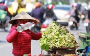 Hoa bưởi đầu mùa xuống phố, thơm nồng nàn khắp phố phường Hà Nội Hoa bưởi đầu mùa xuống phố, thơm nồng nàn khắp phố phường Hà Nội
