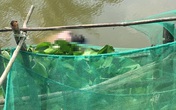 Thi thể người đàn ông nước ngoài trôi dưới kênh ở Bạc Liêu Thi thể người đàn ông nước ngoài trôi dưới kênh ở Bạc Liêu