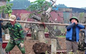 Dân làng Nhật Tân tất bật ươm lại đào cho vụ mới Dân làng Nhật Tân tất bật ươm lại đào cho vụ mới