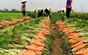 Nông dân kể chuyện chia nhau 100 tỷ trên cánh đồng rực đỏ Nông dân kể chuyện chia nhau 100 tỷ trên cánh đồng rực đỏ